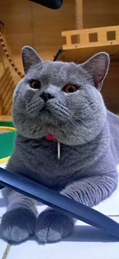 Bsh jantan ped  Blue