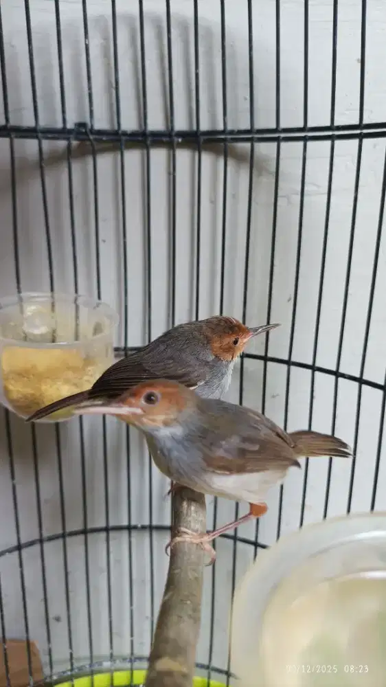 Prenjak atas klawu sepasang gacor