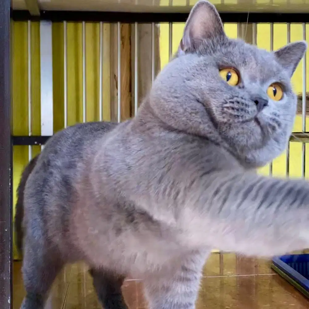Kucing BSH Blue line Ped ICA