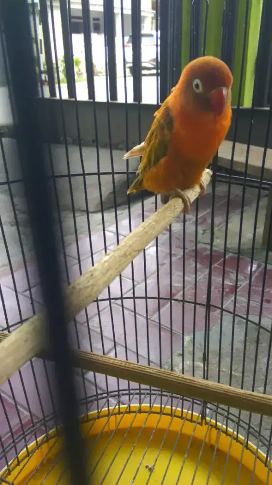 Love bird import oren