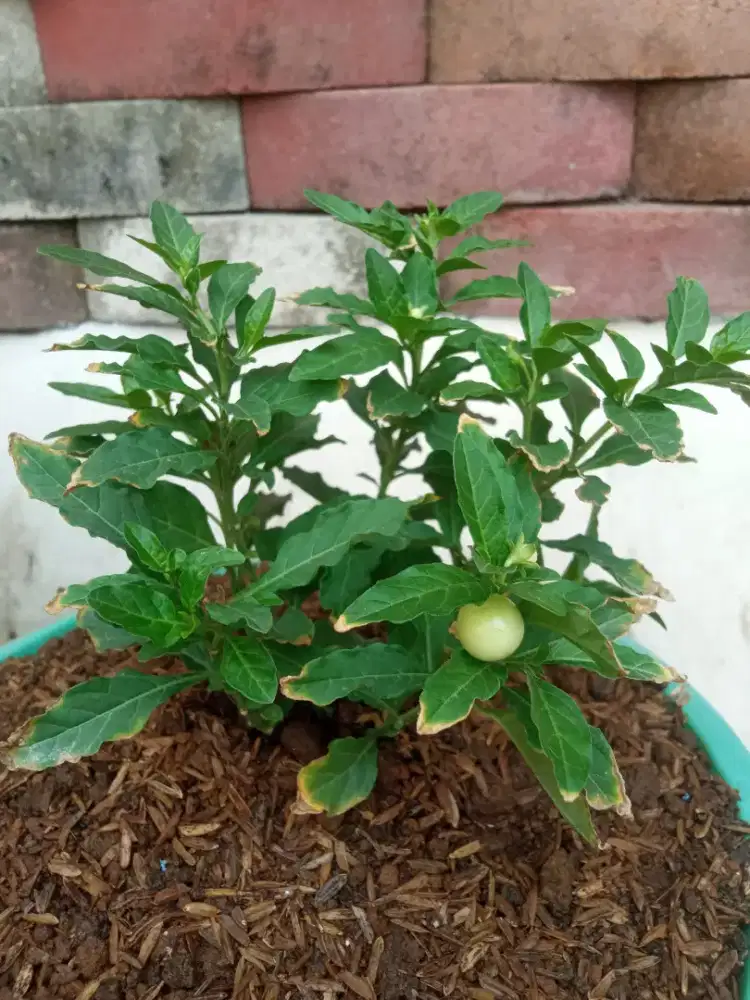 Tanaman cabe Krismil berbuah & berbunga