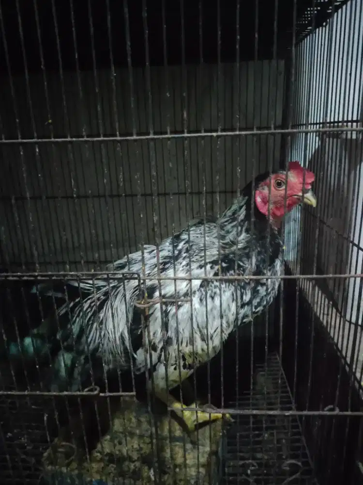 Ayam bengkok x Kate rajin kluruk lokasi Surabaya pakis