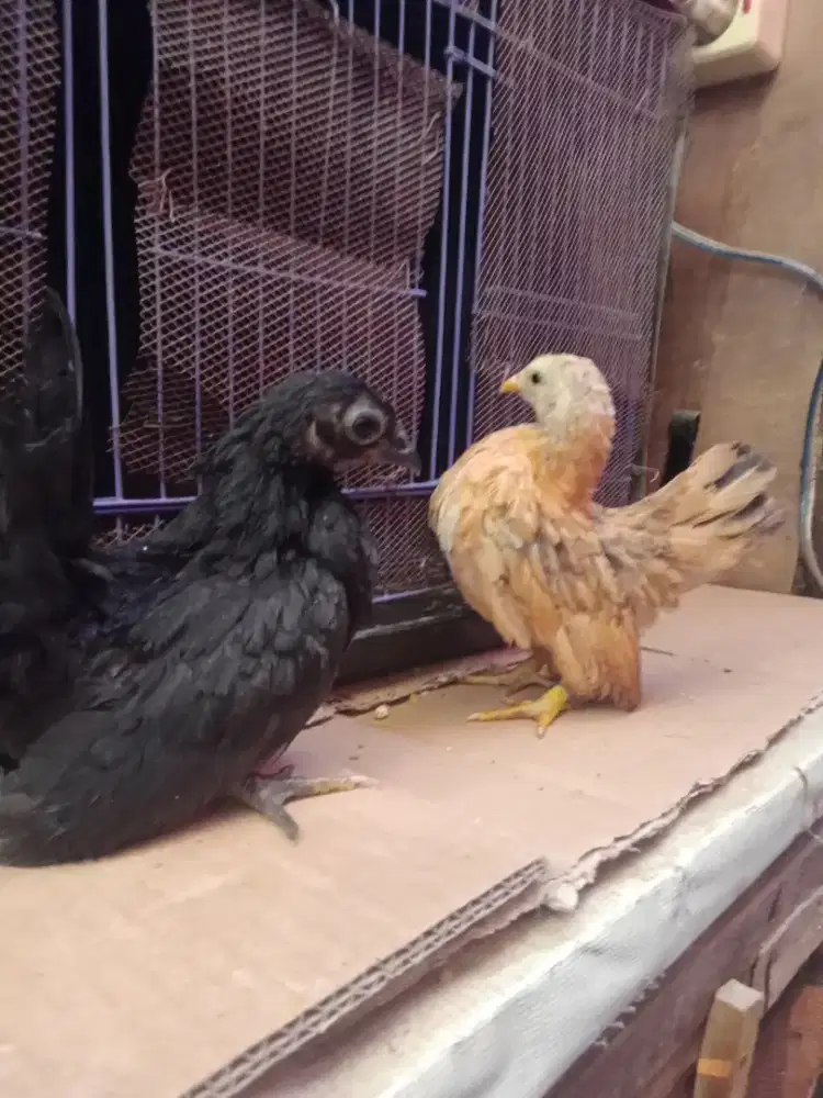 Jual 3 ekor anakan ayan serama asli.