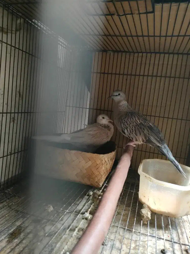 Burung derkuku warna Leopart kuk 3 x betina golden kuk 2