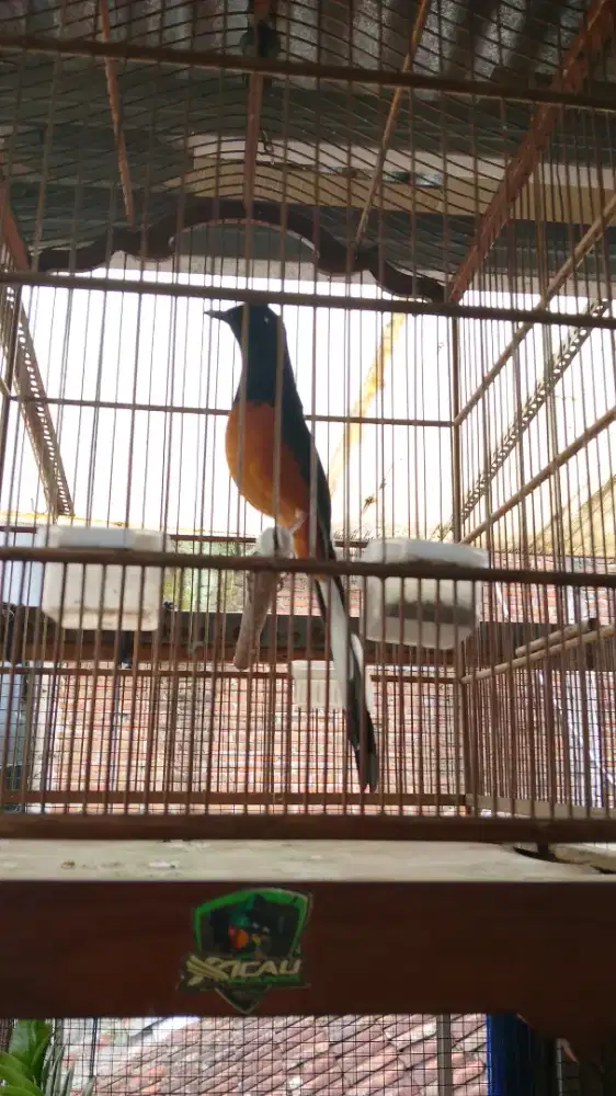 Murei pastol prospek