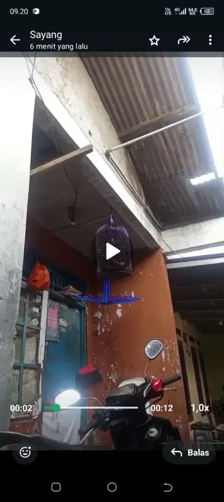 burung koloni rajin bunyi fullset