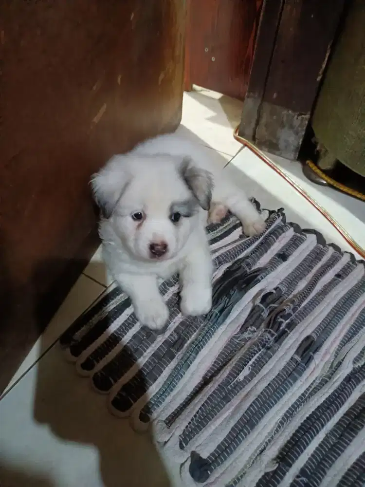 Anak anjing Husky mix golden 2 bulan