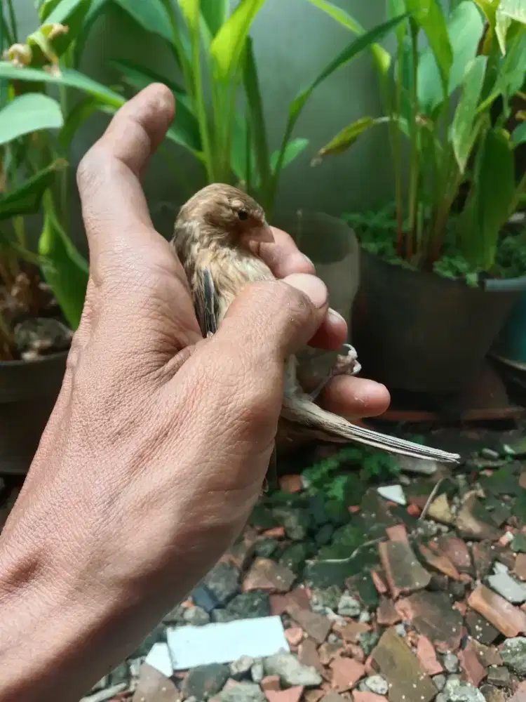 Kenari loper jantan paud