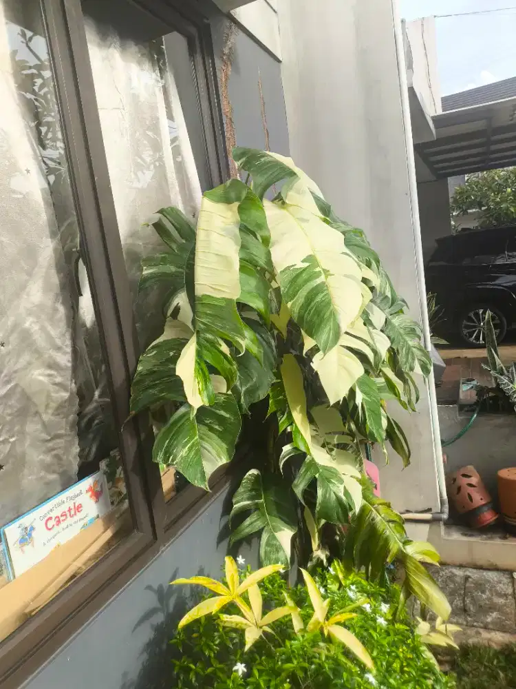 Assisten Rumah Tangga Harian PP