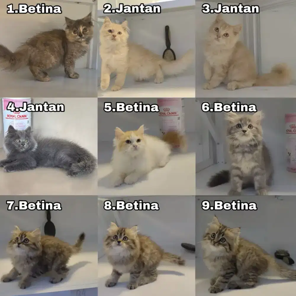 Kucing Persia gemes, sehat, aktif