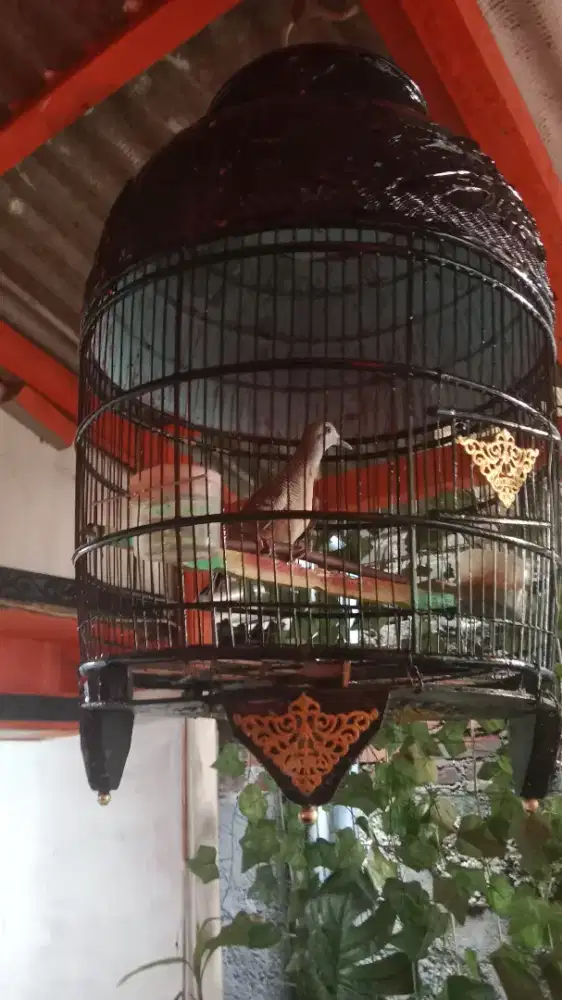 Perkutut bangkok double ring full set