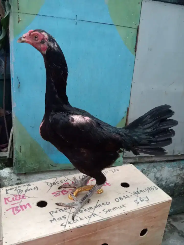 Ayam Betina sisik kaki full blebed