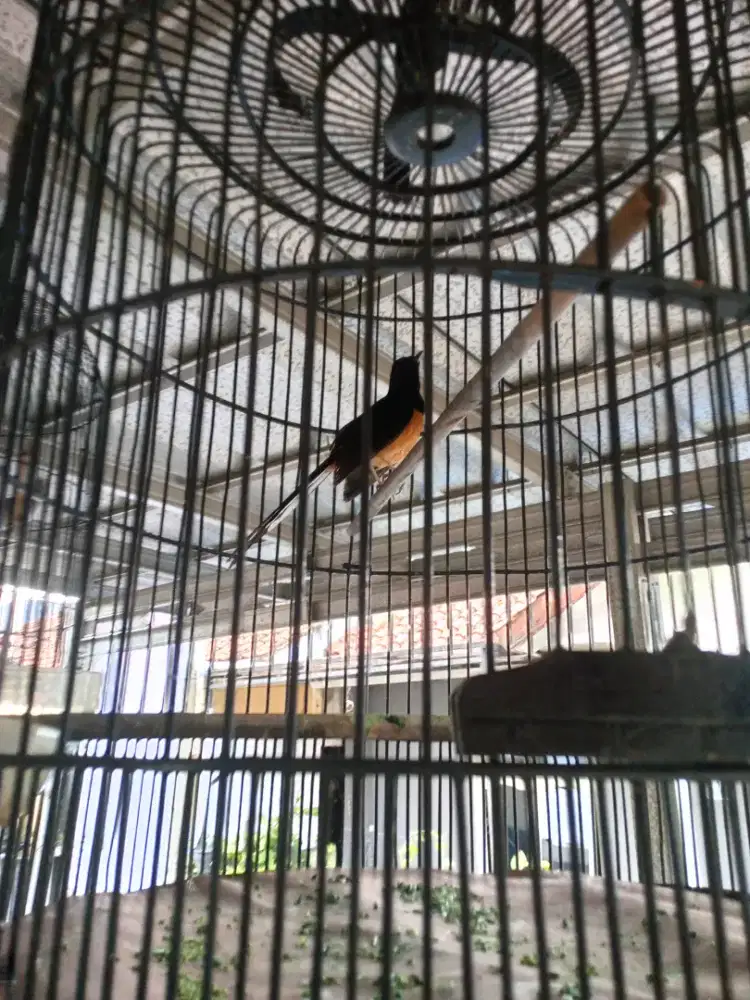 Kandang murai+burung murai jantan 1000persen