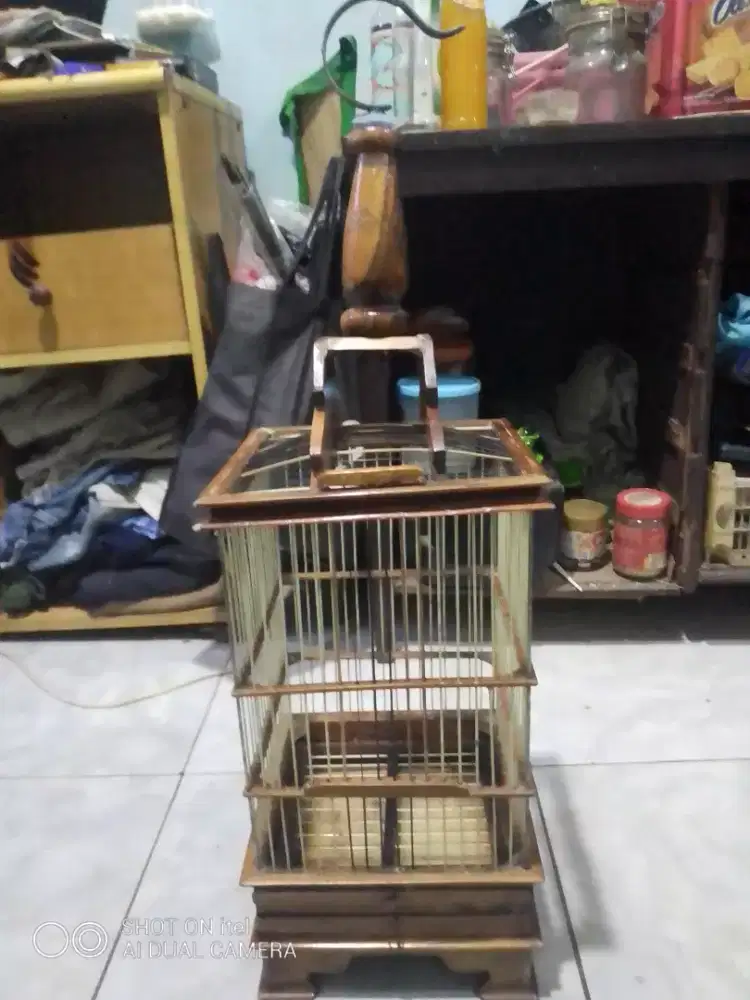 Kandang pleci asik di BSD