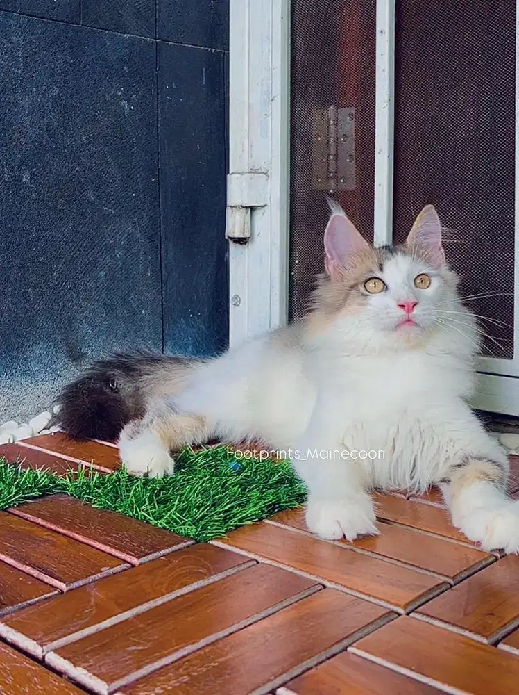 Limited Offer Kitten Mainecoon Kucing Maine Coon