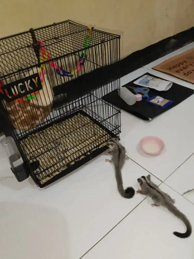 Sugar Gelider 1 Pasang Joey