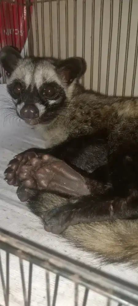 Musang luak jinak