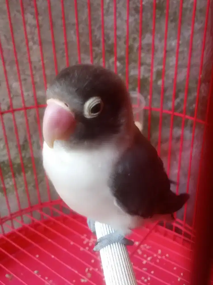 Jual burung Lovebird Batman udah ngekek