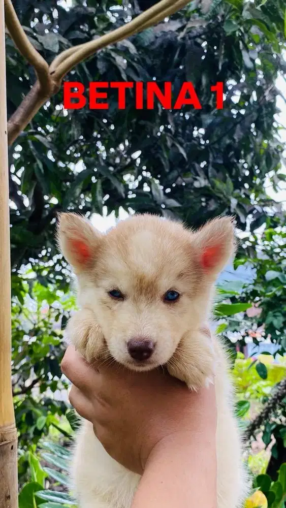 PUPPY HUSKY BETINA