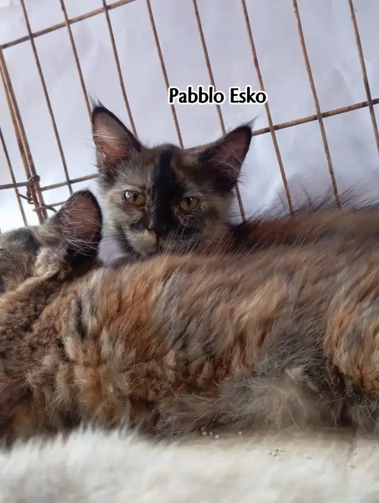 Kitten mainecoon pure betina