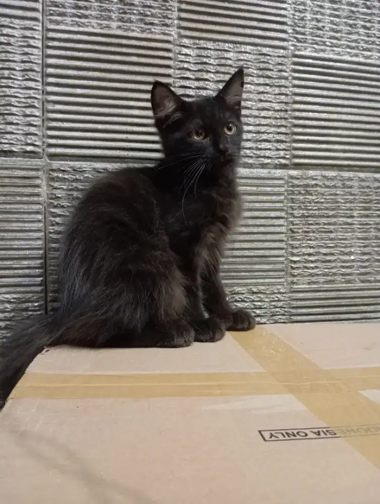 Kitten mainecoon jantan pure