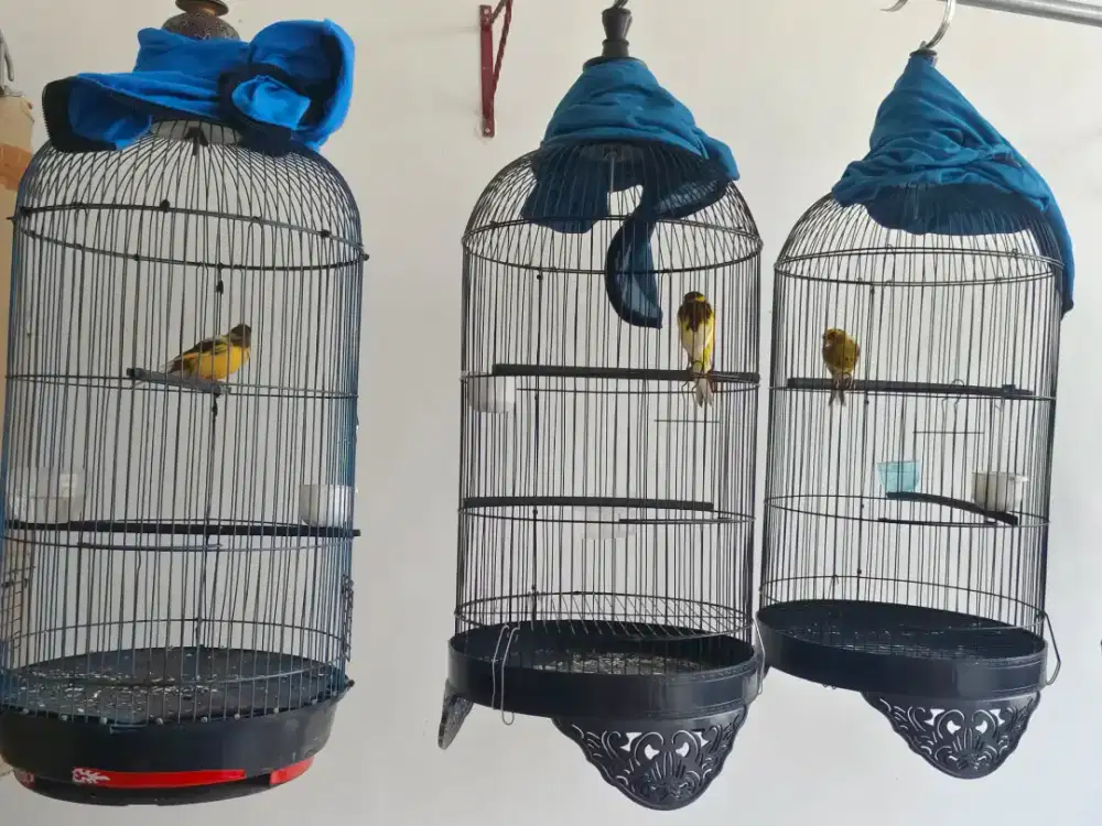 Kenari paud af borongan