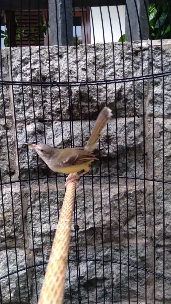 Burung Ciblek Semi MH Paud