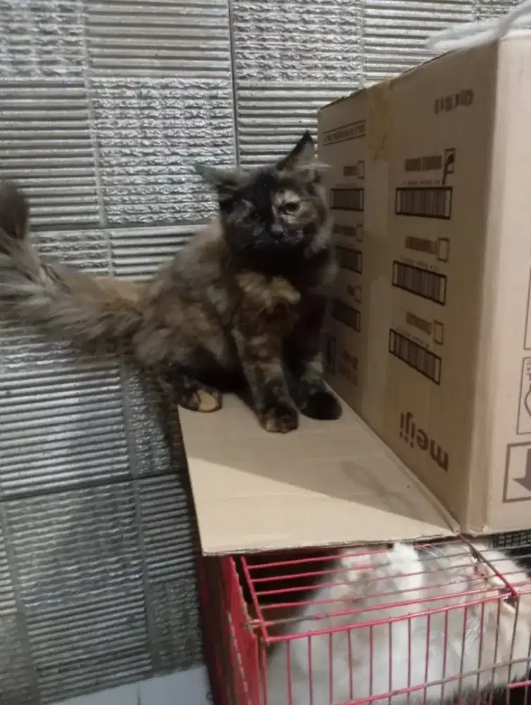 Kitten mainecoon betina pure