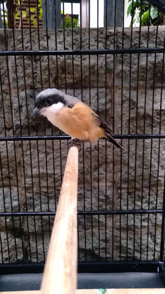 Burung Cendet / Pentet Pastol