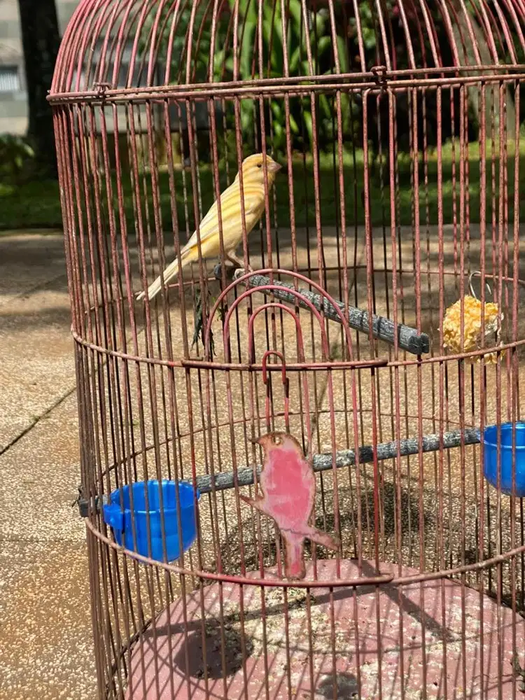 burung kenari AF jantan