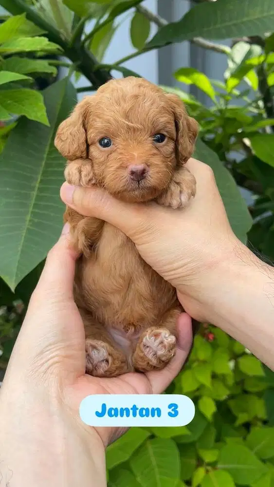 Open booking poodle red lucu