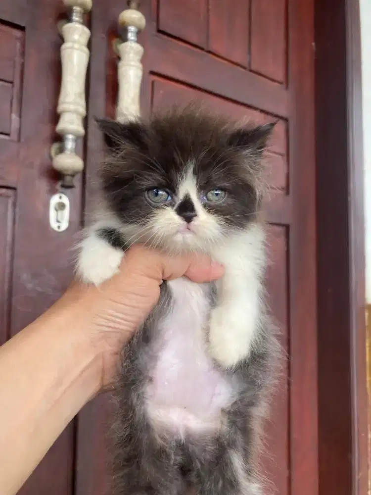 Kitten Flatnose Black & White