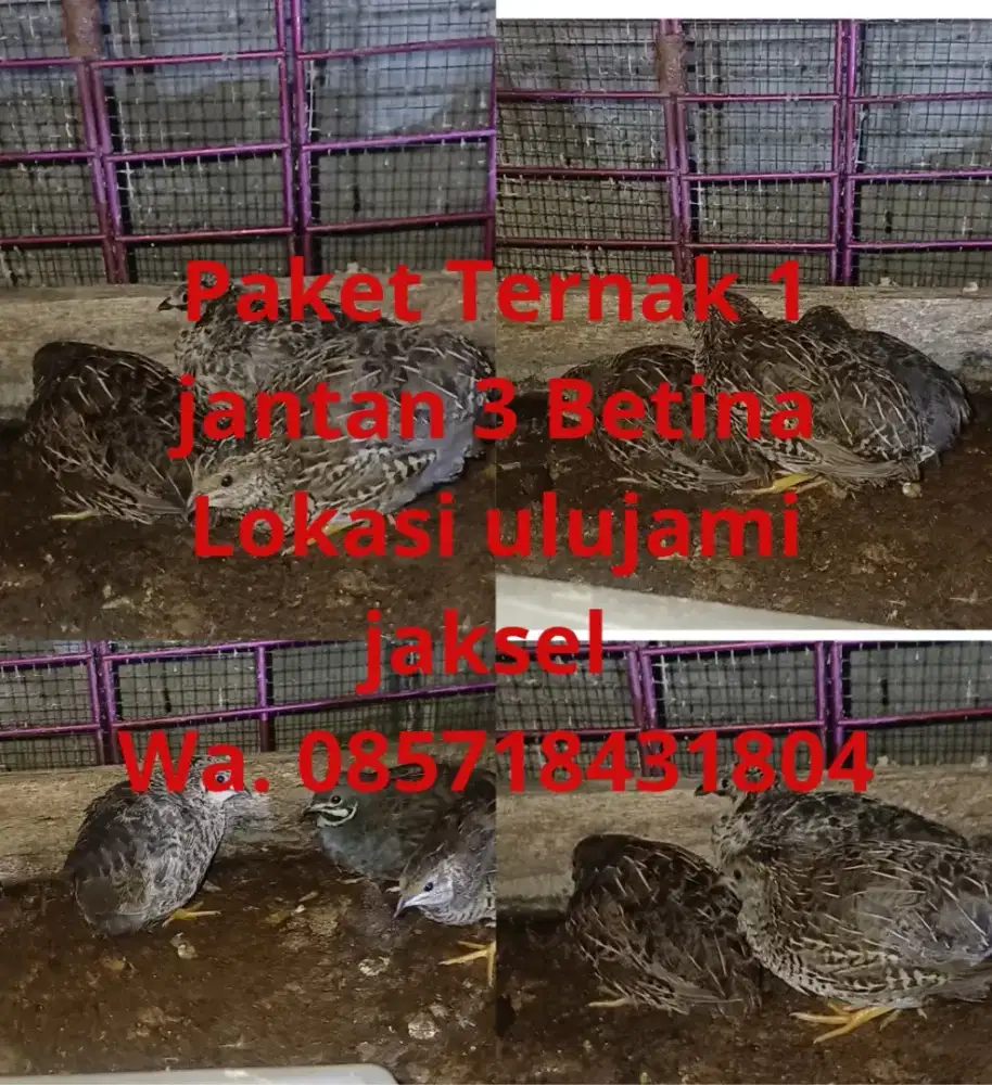 Paket ternak 1 jantan 3 betina , puyuh batu mini