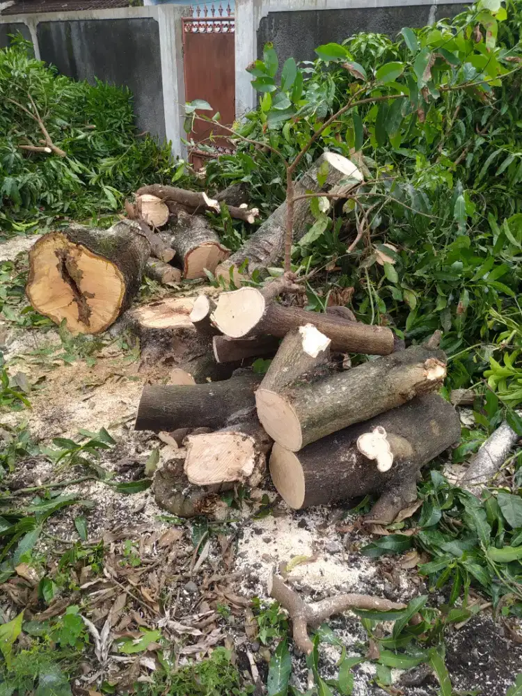 Kayu pohon mangga gratis
