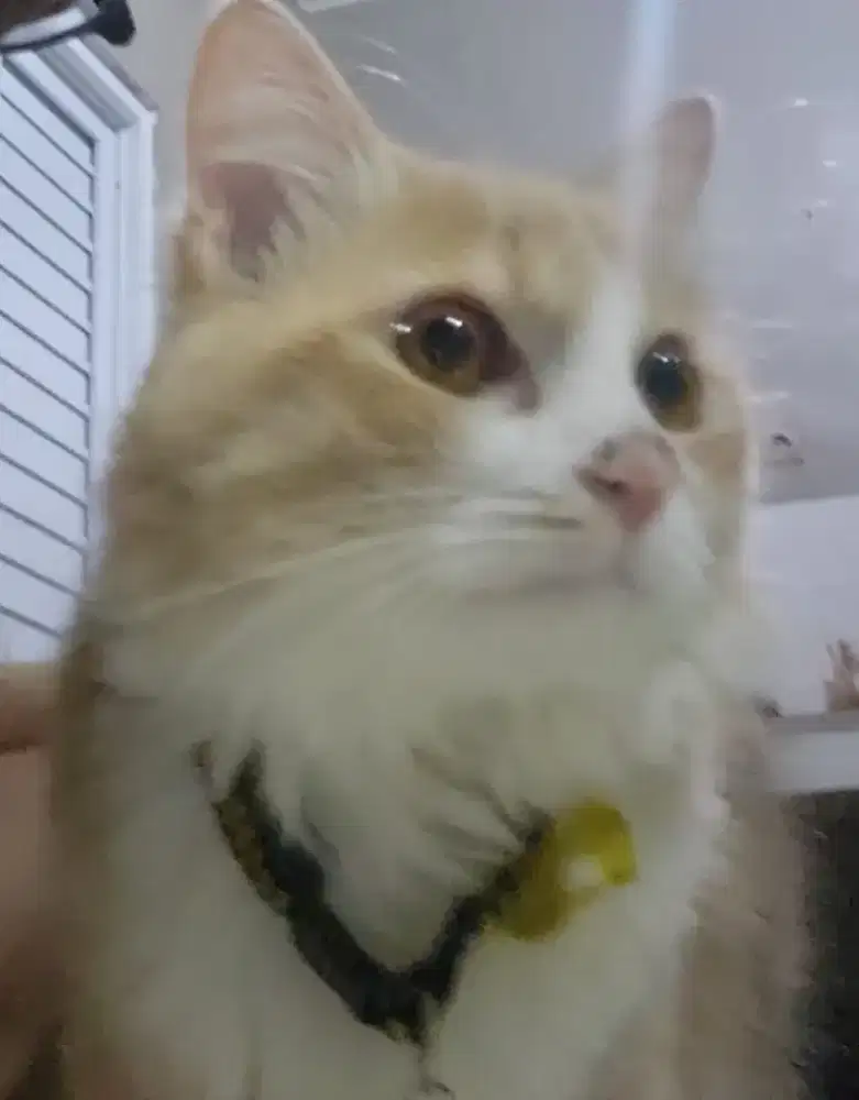 Groomer Kucing & Anjing