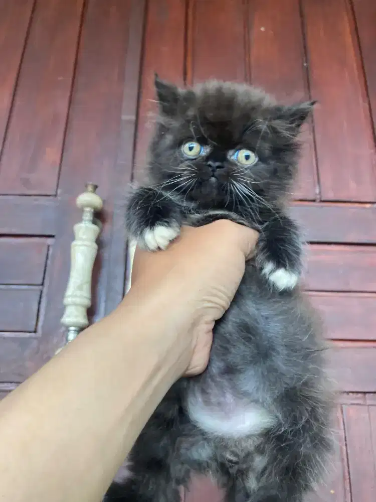 Kitten Black & White 2 Bulan