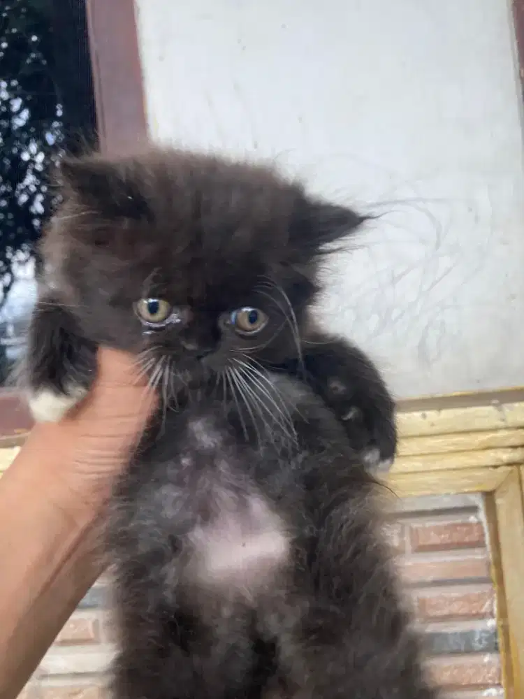 Kitten Persia Flatnose Black & White
