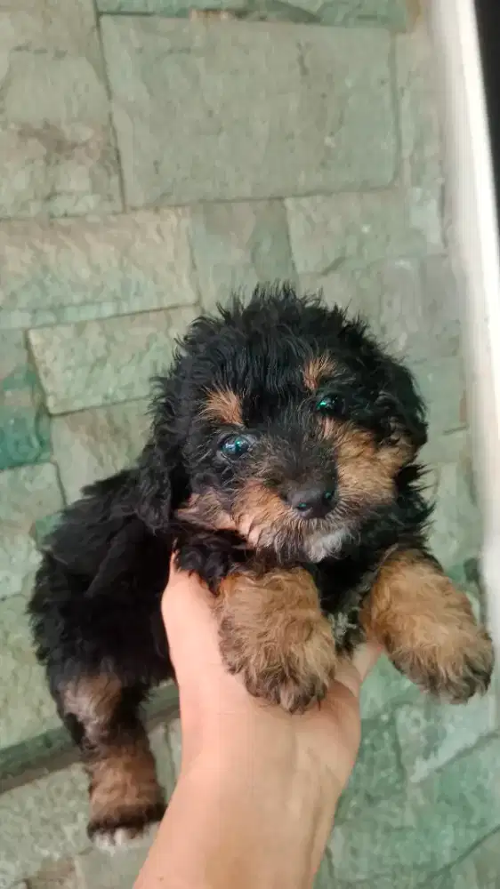 Toy Poodle Puppy