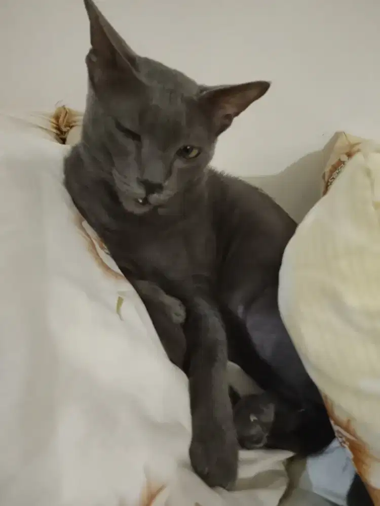 Kucing busok jantan 2.5tahun