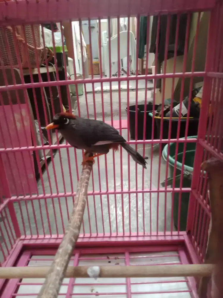 Poksay Mandarin murah banget