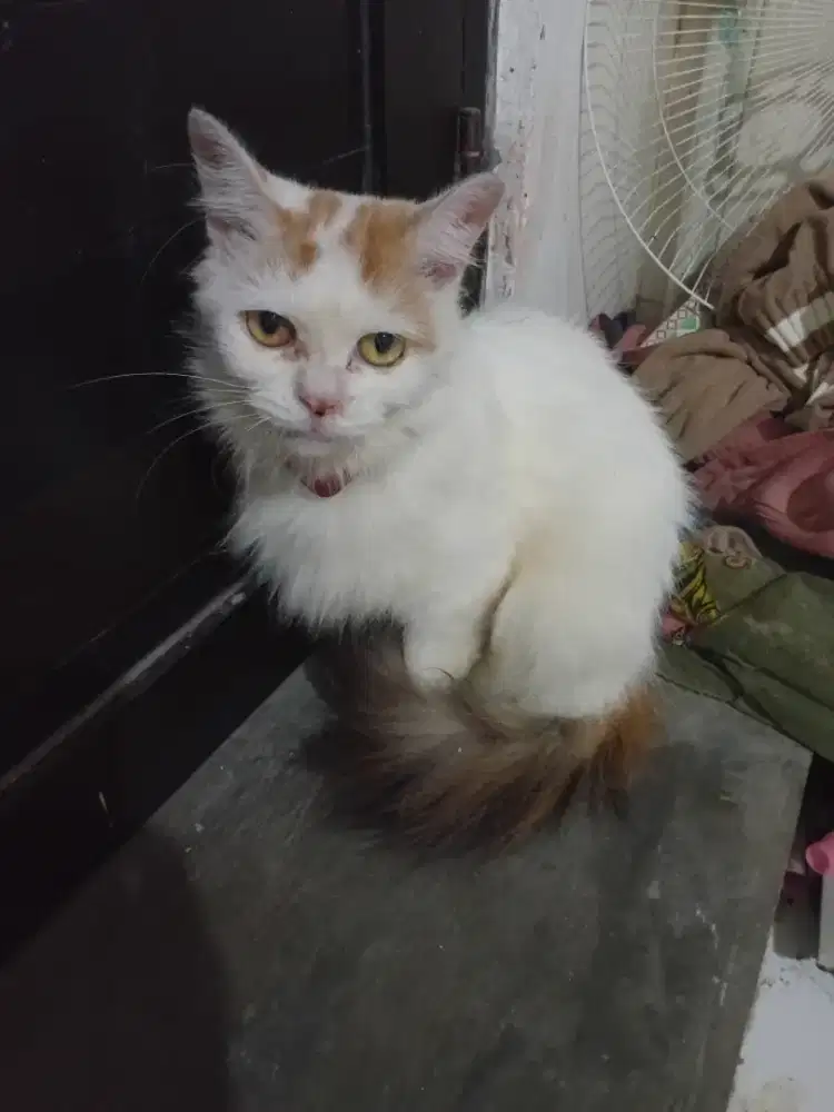 Lepas adopt kucing betina umur 10 bln sehat