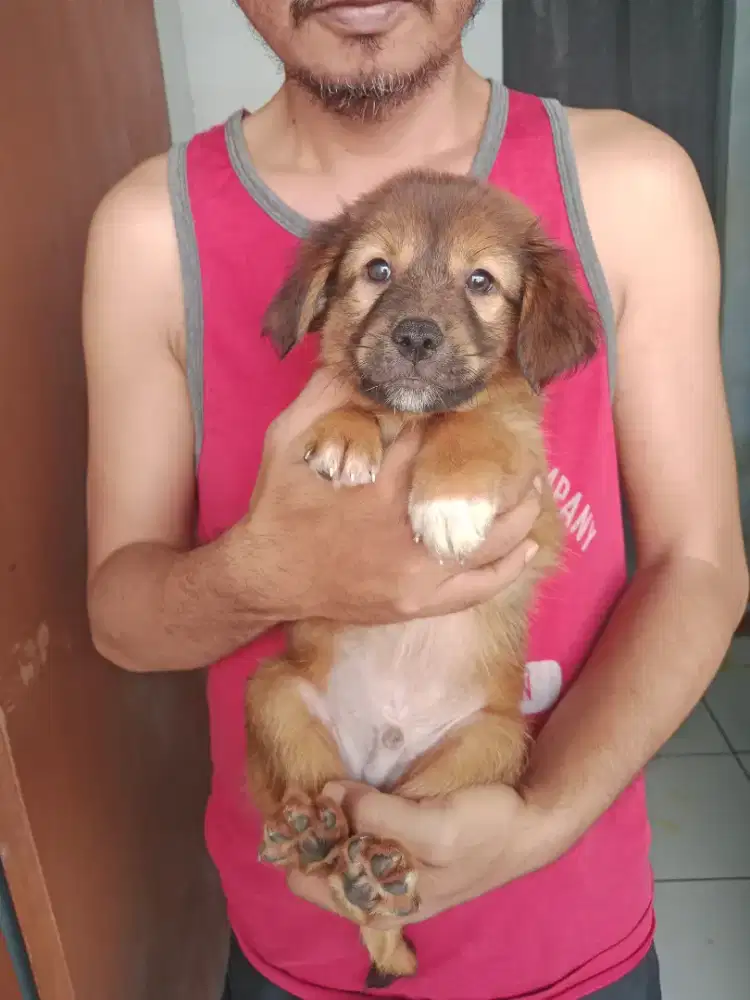 Malinois mix anjing pemburu