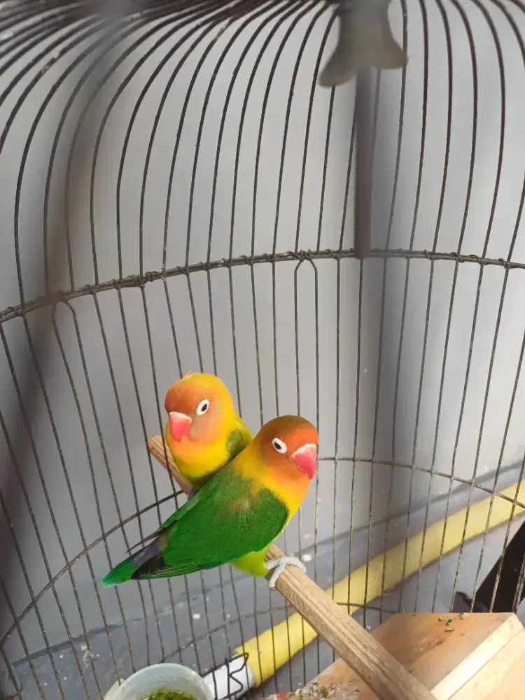 Lovebird Biola & Pasjo