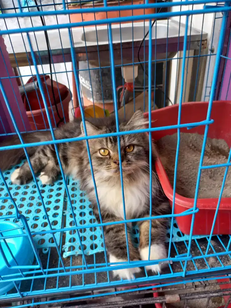 Mainecoone Jantan 4 bulan