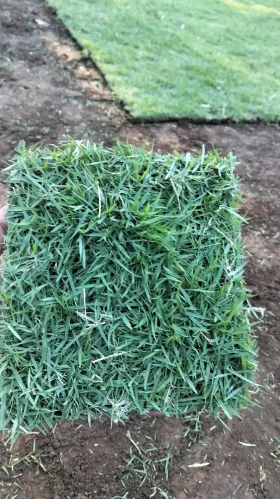 Penanaman rumput gajah mini & Manila Jepang murah