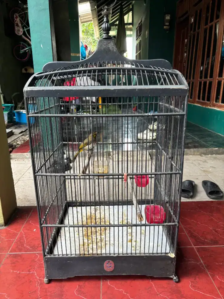 Cucak Wilis Rajin Bunyi sama kandang