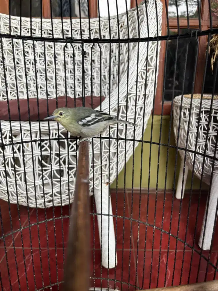 Sirtu Daun Jantan sudah gacor plus Kandang Ebod