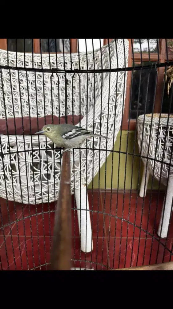 Cipow Daun Gacor Plus Kandang Ebod