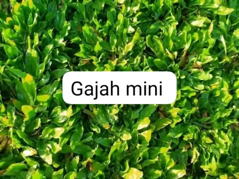 Penanaman rumput gajah mini & Manila Jepang