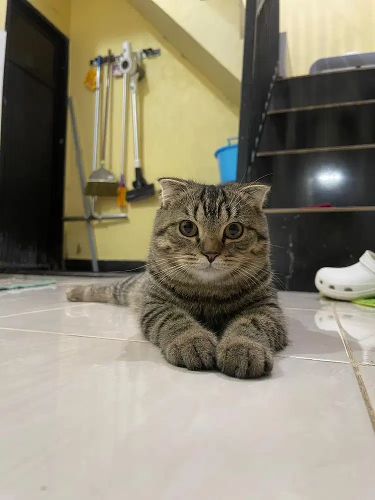 Scottish Fold Golden & Scottish Fold tabby tiger